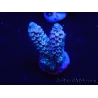 WYSIWYG Acropora 15D3 Australie acclimaté led