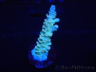 WYSIWYG Acropora 15D9 Australie acclimaté led