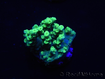 WYSIWYG Acropora 15G5 Australie acclimaté led