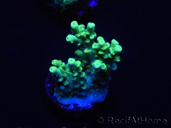 WYSIWYG Acropora 15G6 Australie acclimaté led