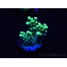 WYSIWYG Acropora 15G6 Australie acclimaté led