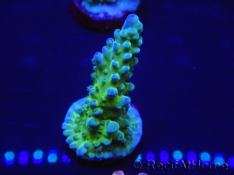 WYSIWYG Acropora tenuis 15G7 Mariculture acclimaté led