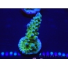 WYSIWYG Acropora tenuis 15G7 Mariculture acclimaté led