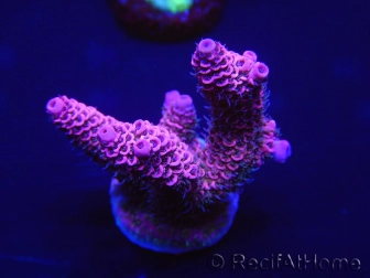 WYSIWYG Acropora 15K4 Mariculture acclimaté led