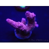 WYSIWYG Acropora 15K4 Mariculture acclimaté led