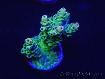 WYSIWYG Acropora 15K8 Mariculture acclimaté led