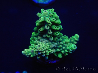 WYSIWYG Acropora millepora 15K9 Mariculture acclimaté led