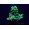 WYSIWYG Acropora millepora 15K9 Mariculture acclimaté led