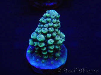 WYSIWYG Acropora hyacinthus 15L1 Mariculture acclimaté led