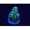 WYSIWYG Acropora hyacinthus 15L1 Mariculture acclimaté led