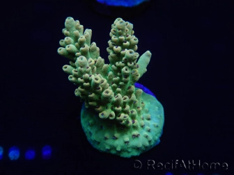 WYSIWYG Acropora millepora 15L2 Mariculture acclimaté led