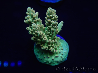 WYSIWYG Acropora millepora 15L2 Mariculture acclimaté led