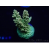 WYSIWYG Acropora millepora 15L2 Mariculture acclimaté led