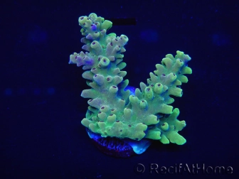 WYSIWYG Acropora millepora 15L4 Mariculture acclimaté led