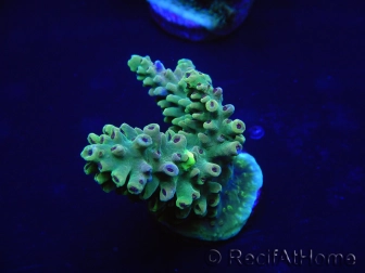 WYSIWYG Acropora aculeus 15L8 Australie acclimaté led