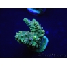 WYSIWYG Acropora aculeus 15L8 Australie acclimaté led