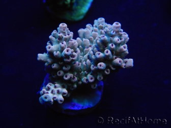 WYSIWYG Acropora aculeus 15M7 Australie acclimaté led