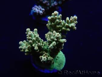 WYSIWYG Acropora millepora 15N2 Mariculture acclimaté led