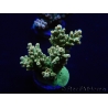 WYSIWYG Acropora millepora 15N2 Mariculture acclimaté led