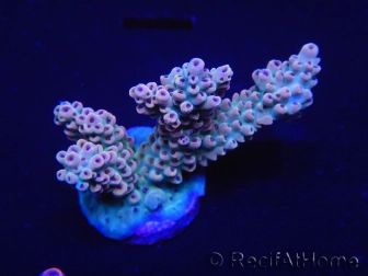 WYSIWYG Acropora 15O1 Australie Acclimaté led