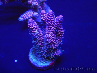 WYSIWYG Acropora 15O3 Mariculture Acclimaté led