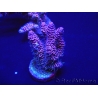 WYSIWYG Acropora 15O3 Mariculture Acclimaté led