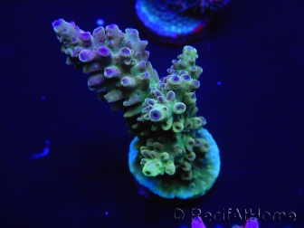 WYSIWYG Acropora 15O4 Mariculture Acclimaté led