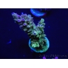 WYSIWYG Acropora 15O4 Mariculture Acclimaté led