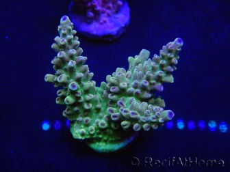 WYSIWYG Acropora 15O7 Mariculture acclimaté led