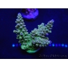 WYSIWYG Acropora 15O7 Mariculture acclimaté led