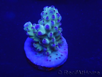 WYSIWYG Acropora tenuis 15P1 Mariculture acclimaté led