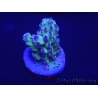 WYSIWYG Acropora tenuis 15P1 Mariculture acclimaté led