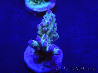 WYSIWYG Acropora aculeus 15P5 Australie acclimaté led