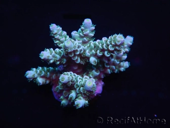 WYSIWYG Acropora millepora 15B1 Australie acclimaté led