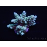 WYSIWYG Acropora millepora 15B1 Australie acclimaté led