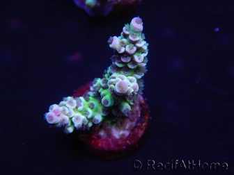 WYSIWYG Acropora spathulata 15B2 Mariculture acclimaté led