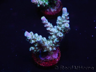 WYSIWYG Acropora millepora 15B3 Mariculture acclimaté led