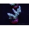 WYSIWYG Acropora millepora 15B3 Mariculture acclimaté led