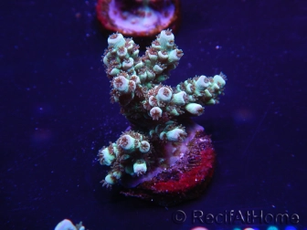 WYSIWYG Acropora 15C6 Australie acclimaté led