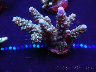 WYSIWYG Acropora 15C7 Mariculture acclimaté led