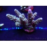 WYSIWYG Acropora 15C7 Mariculture acclimaté led