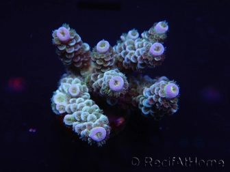 WYSIWYG Acropora millepora 15C8 Mariculture acclimaté led