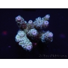 WYSIWYG Acropora millepora 15C8 Mariculture acclimaté led