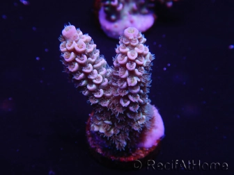 WYSIWYG Acropora 15D3 Australie acclimaté led