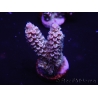 WYSIWYG Acropora 15D3 Australie acclimaté led