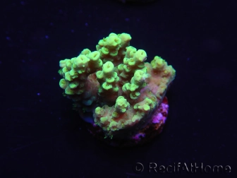 WYSIWYG Acropora 15G5 Australie acclimaté led