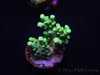 WYSIWYG Acropora 15G6 Australie acclimaté led