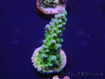 WYSIWYG Acropora tenuis 15G7 Mariculture acclimaté led