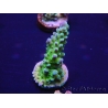 WYSIWYG Acropora tenuis 15G7 Mariculture acclimaté led