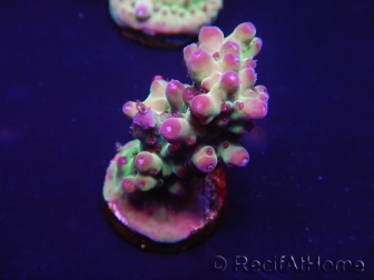 WYSIWYG Acropora anthocercis 15I7 Australie acclimaté led